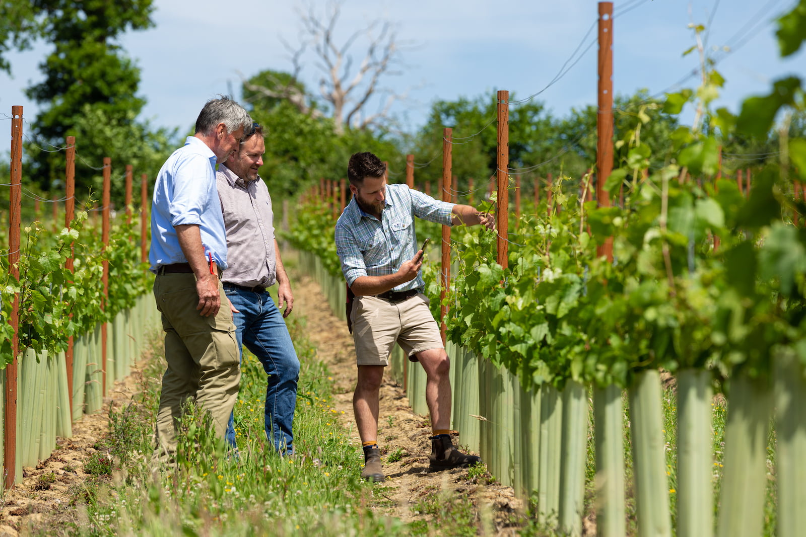 Precision vineyard management