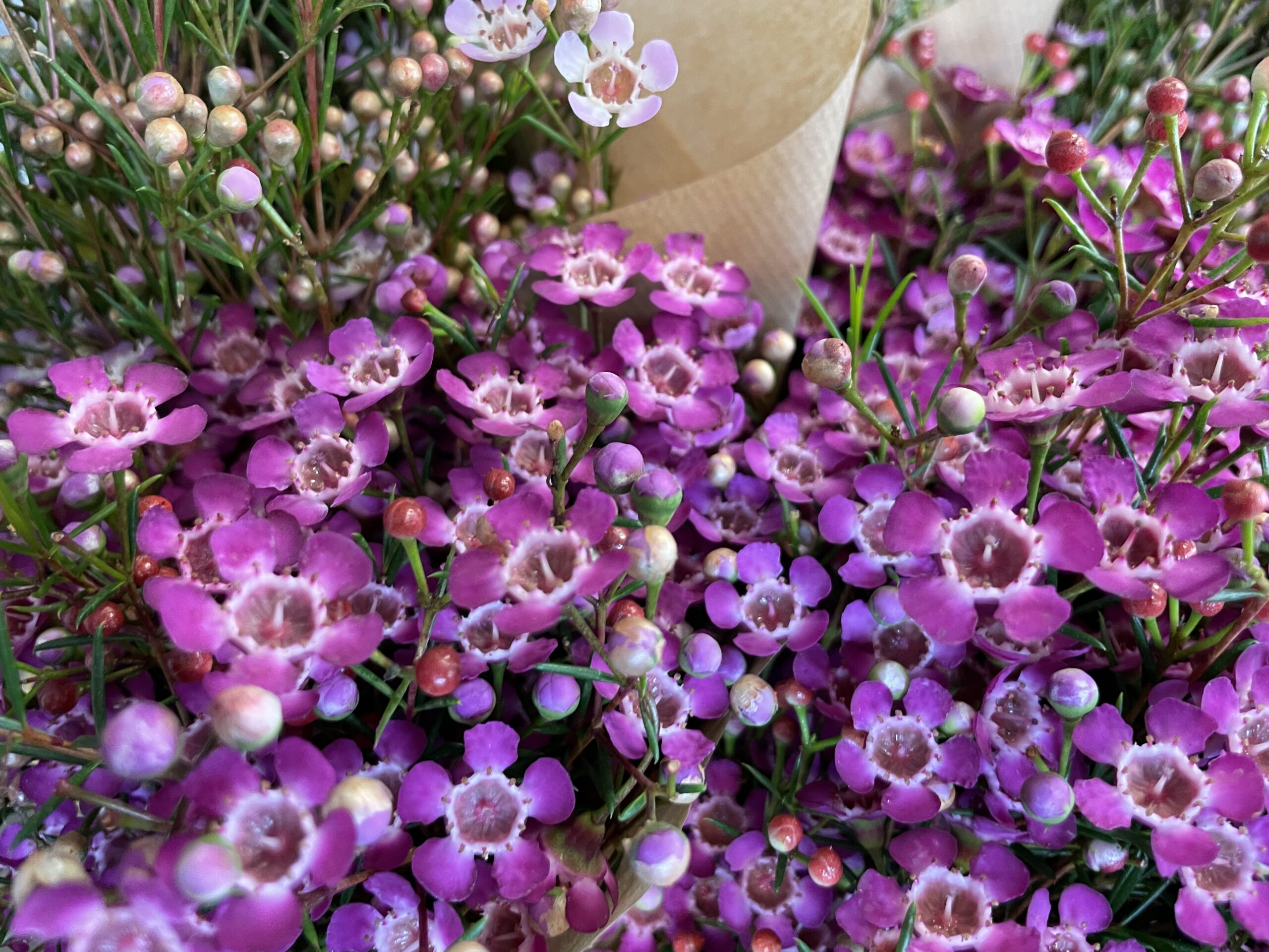 WAX FLOWERS CUT FLOWER Mauro Vino