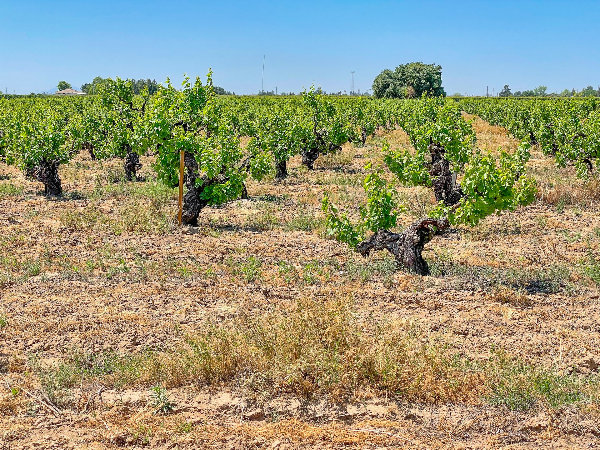 Tasting California's Ancient Vines Lodi's Heritage Vineyards Vinography