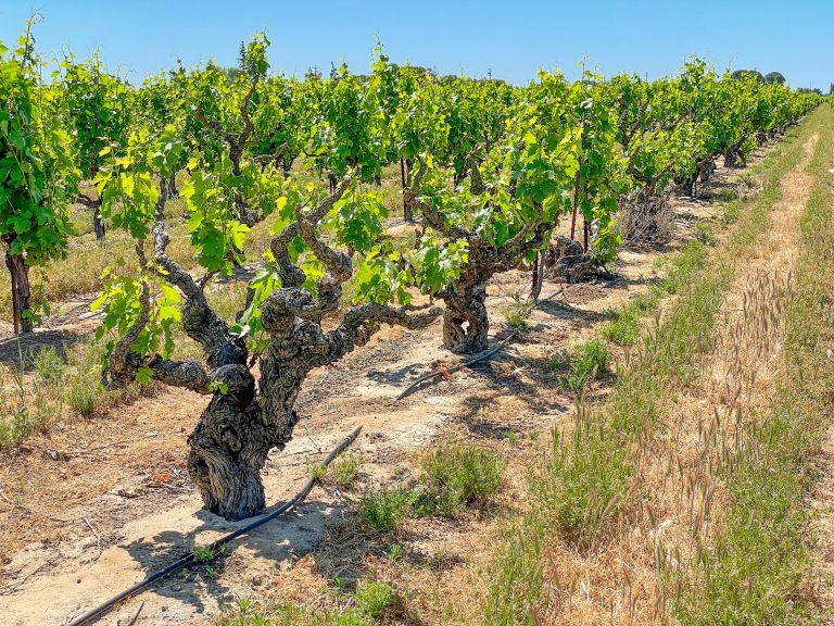 Tasting California's Ancient Vines Lodi's Heritage Vineyards Vinography