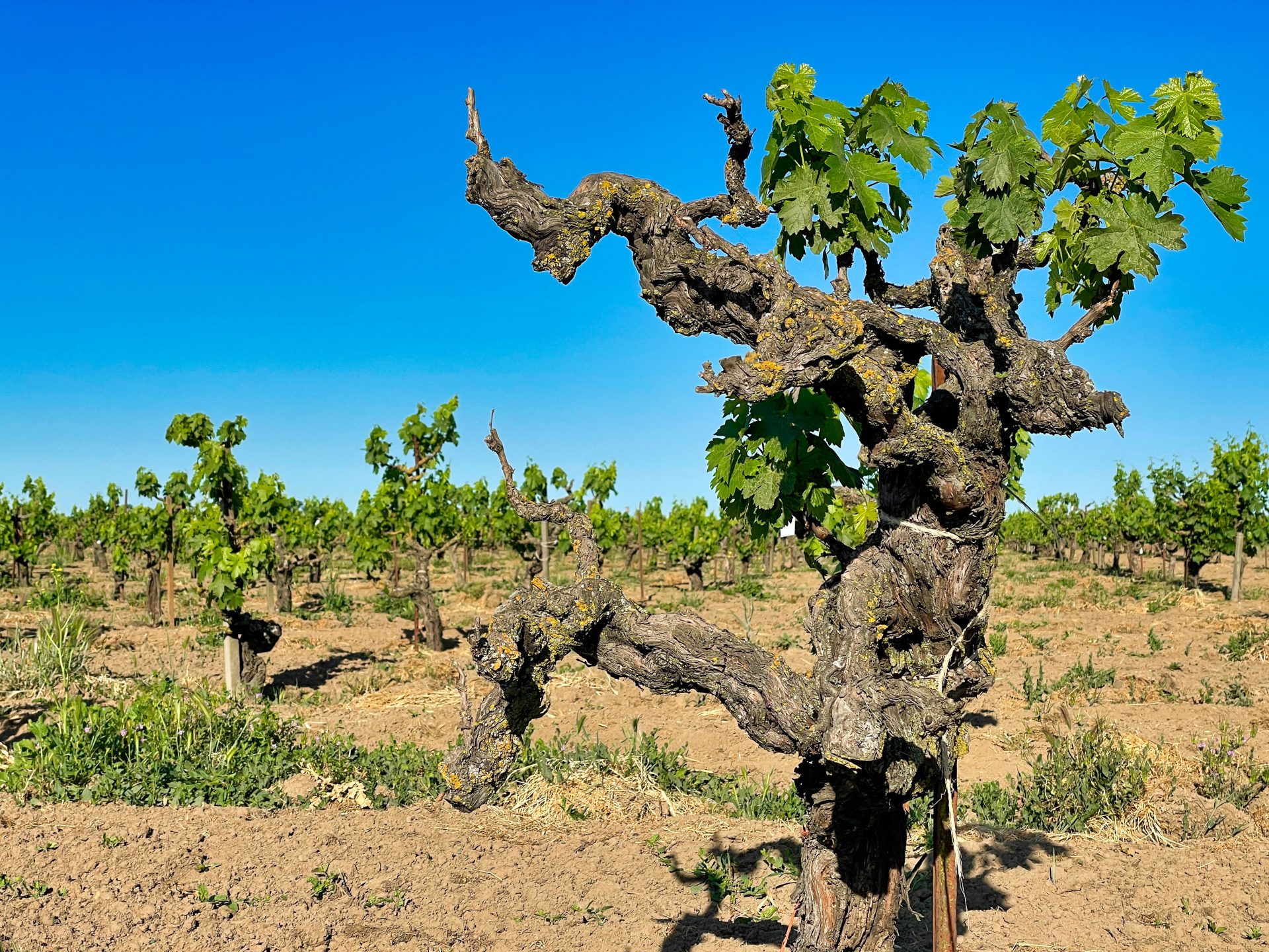 Tasting California's Ancient Vines Lodi's Heritage Vineyards Vinography