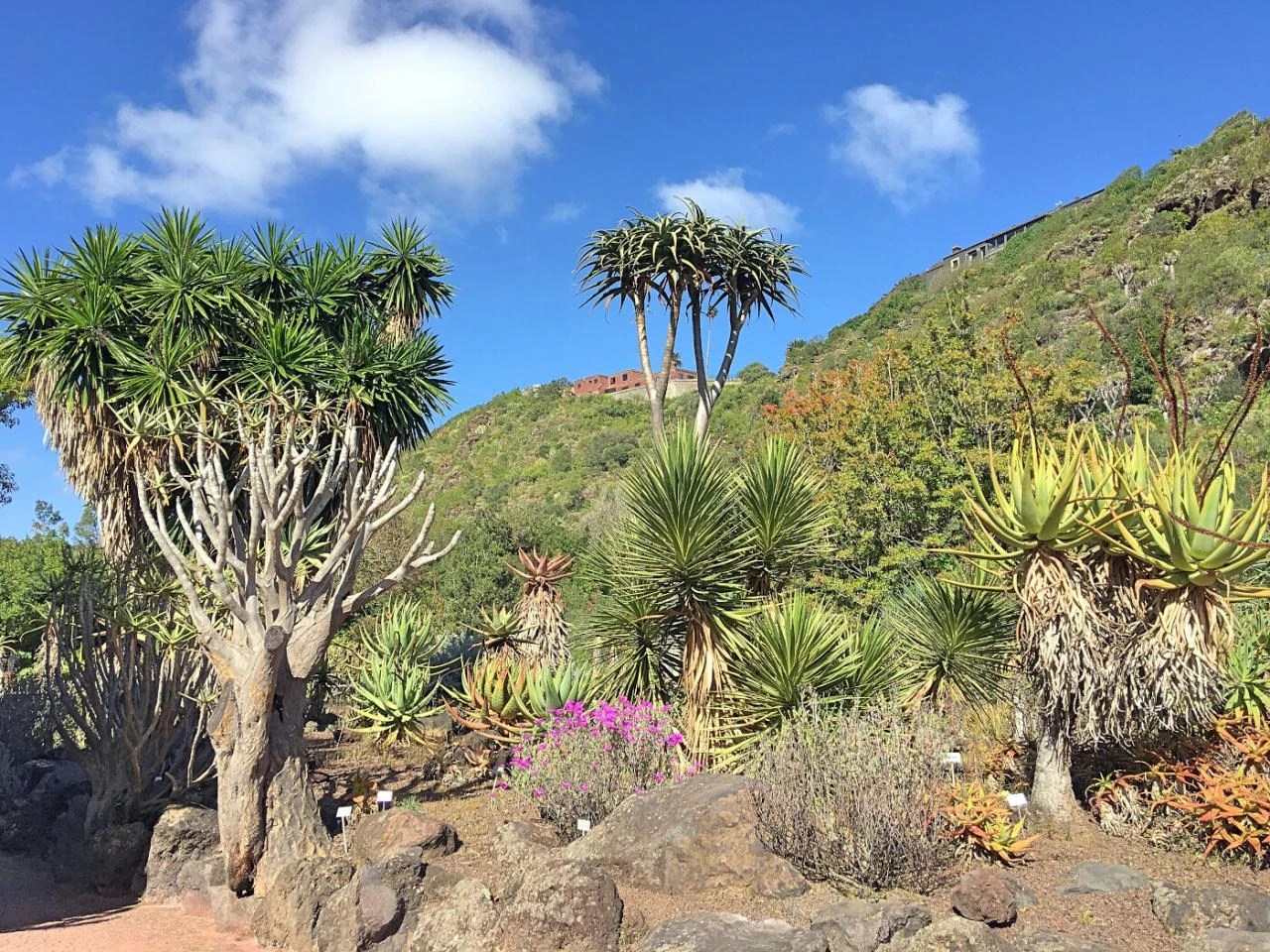 Las Palmas de Gran Canaria, estrena una Nueva ruta turística botánica