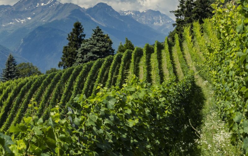 Val Venosta sempre più agricoltori impiantano