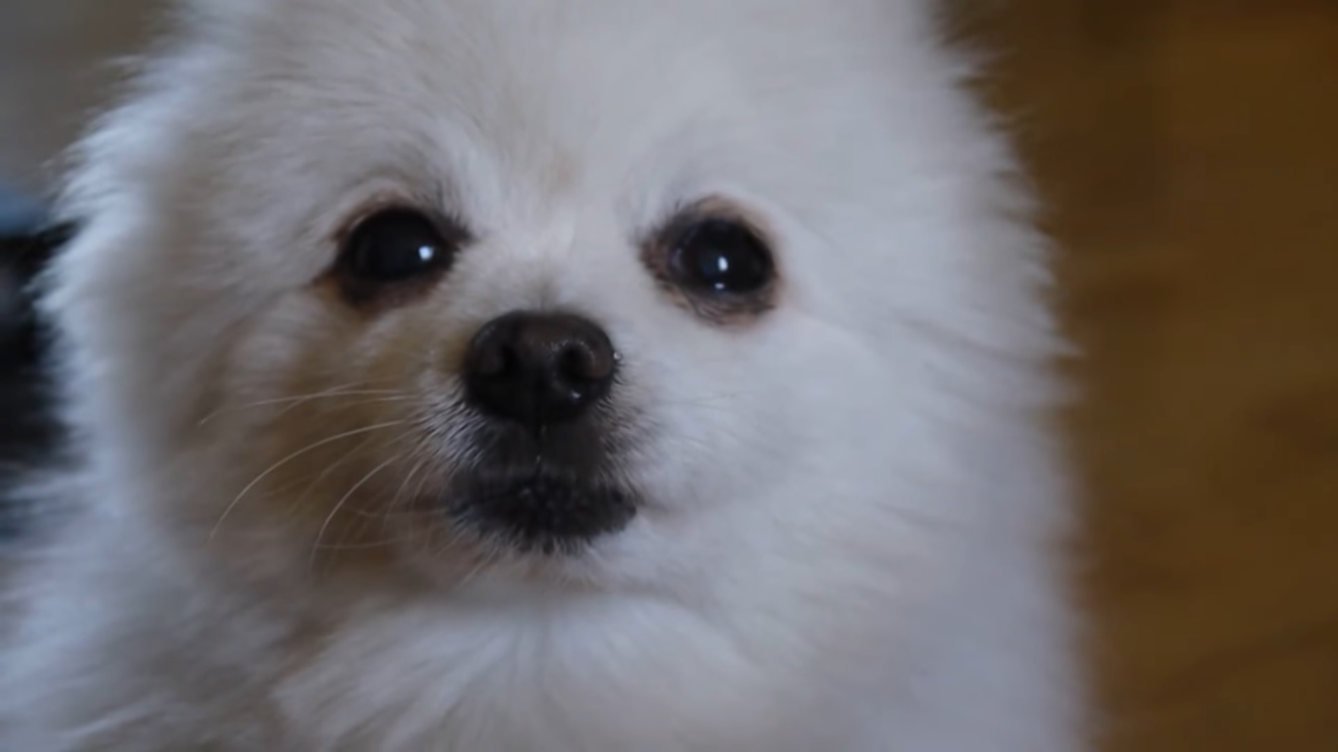 The Pomeranian