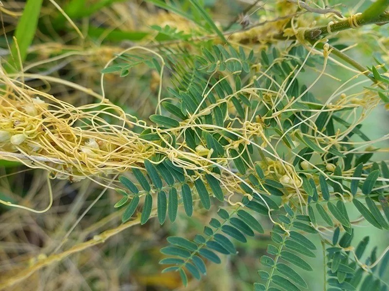 Common Parasitic Plants to Remove From Your Trees
