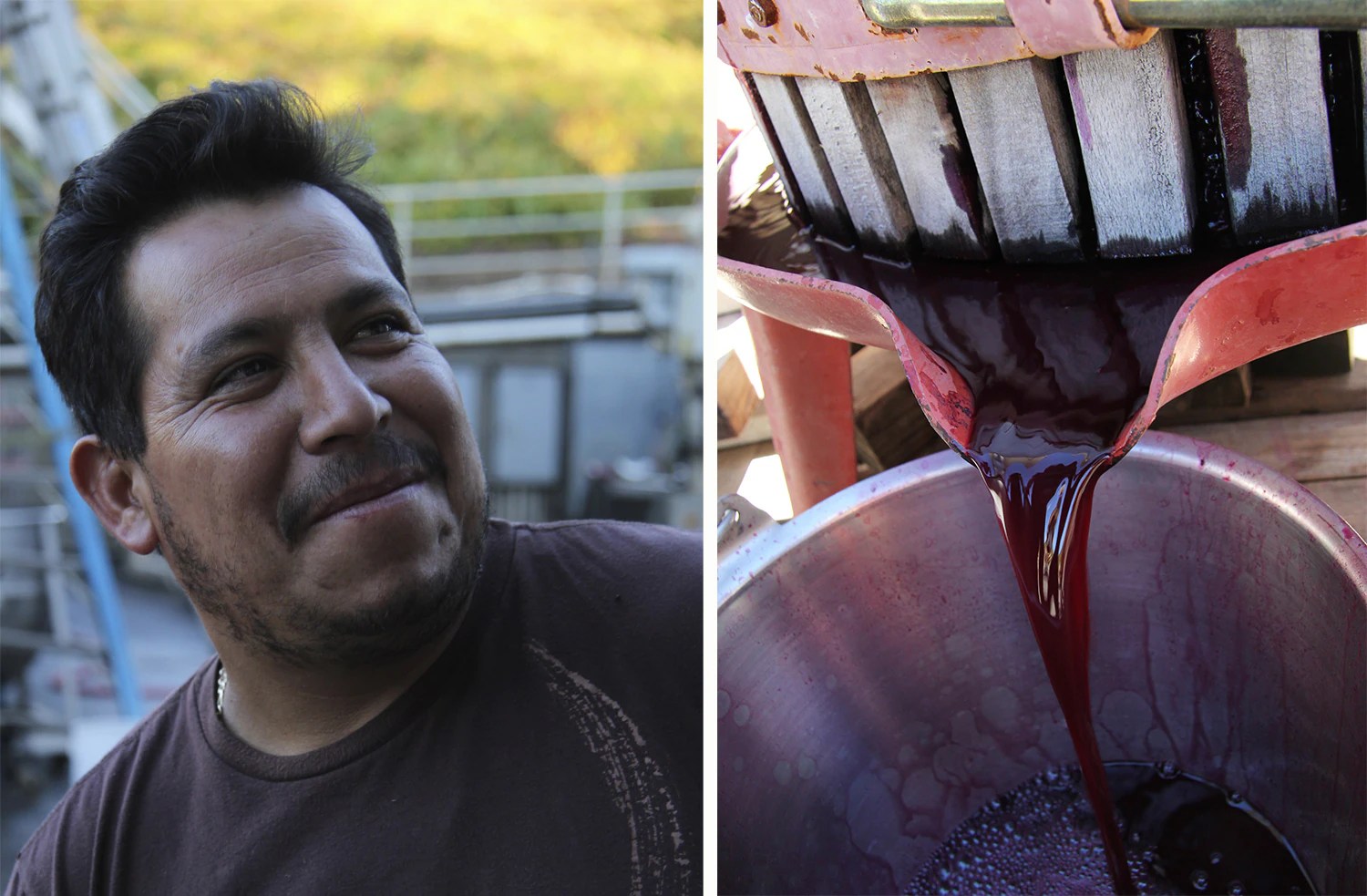 Winemaker For A Harvest (Part 4) Time To Get Juicing! หน้าแรก