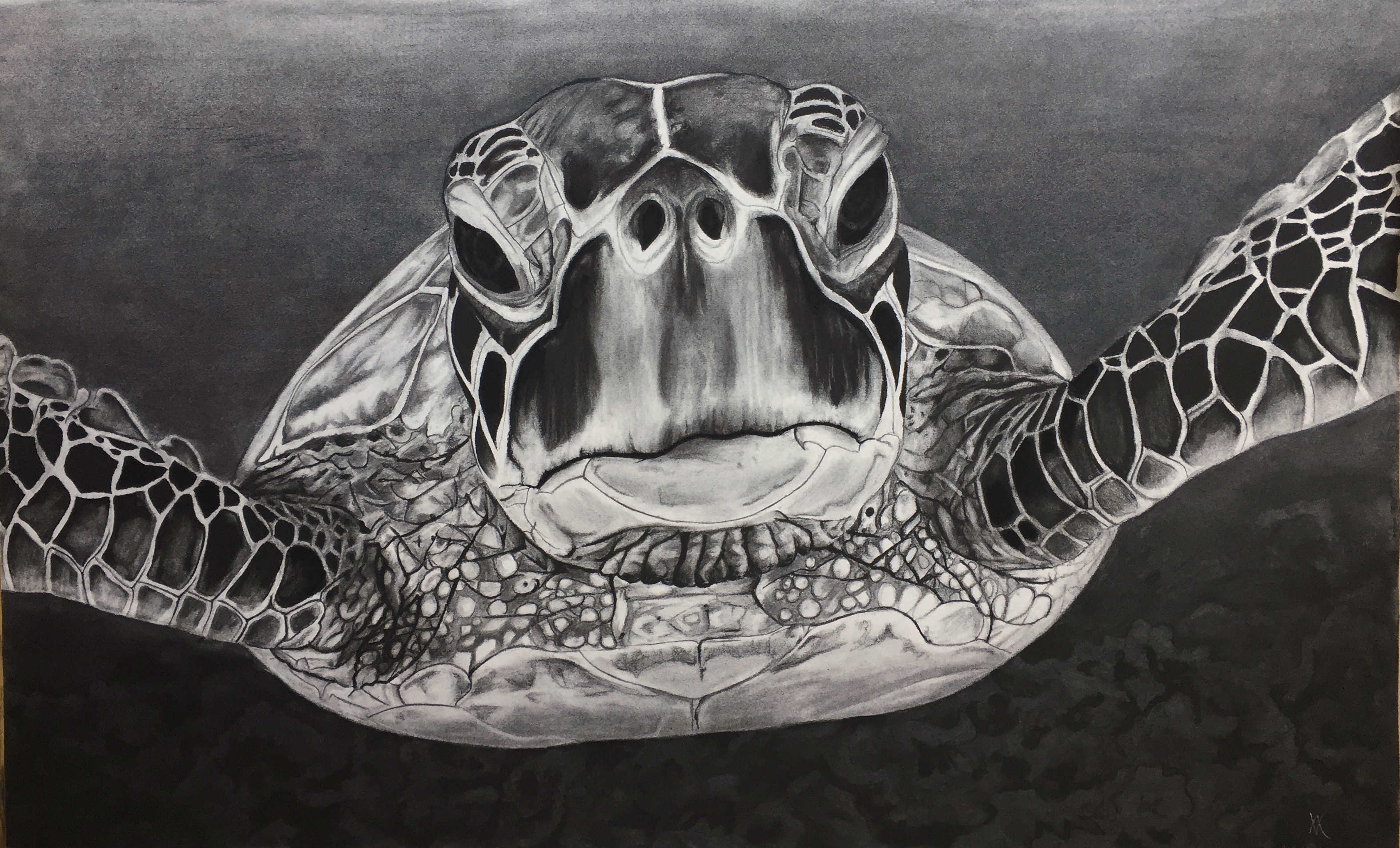 Turtle Pictures To Print