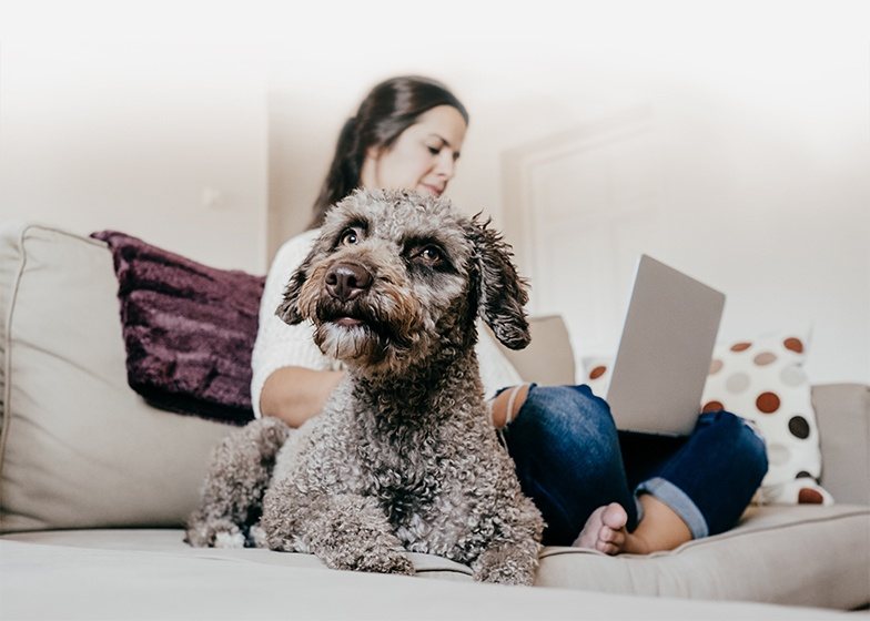 Preventative Veterinary Care FAQ (FrequentlyAsked Questions) VIP Petcare