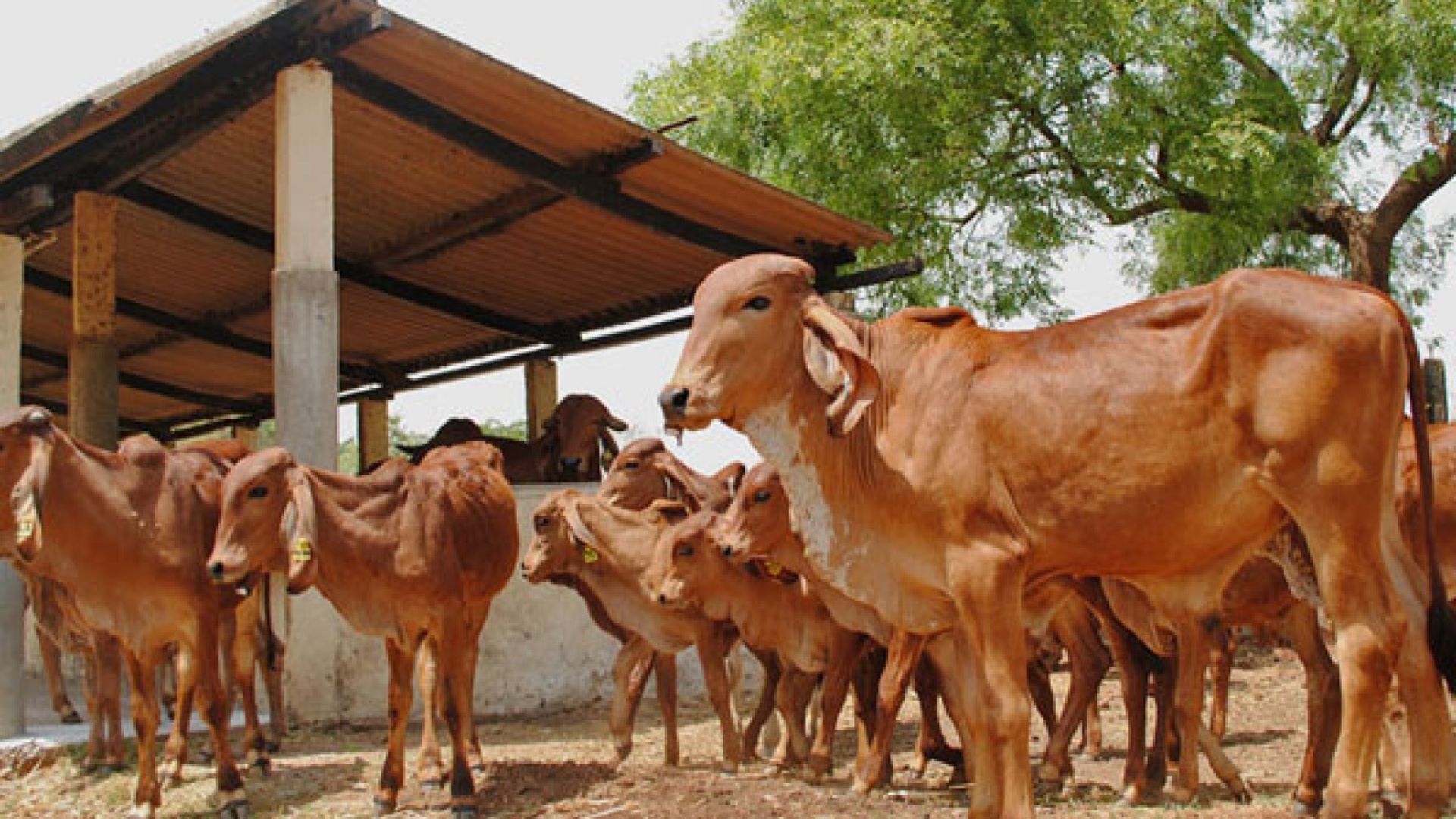 Empowering Dairy Farmers With Uttar Pradesh's Nand Baba Milk Mission