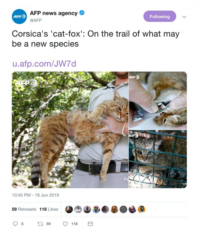 LOOK New FoxLike Cats Spotted in French Island Viral Buzz Makers