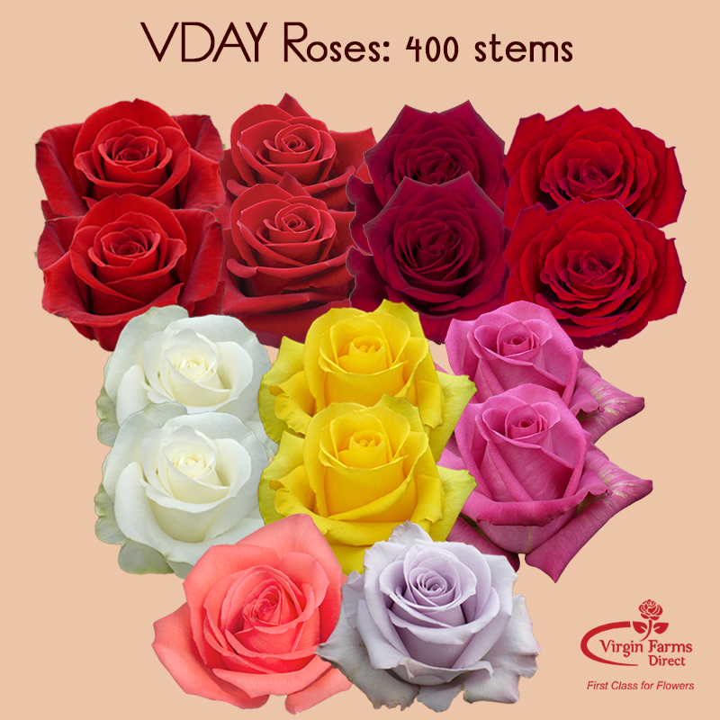 VDAYRoses400Stems Virgin Farms