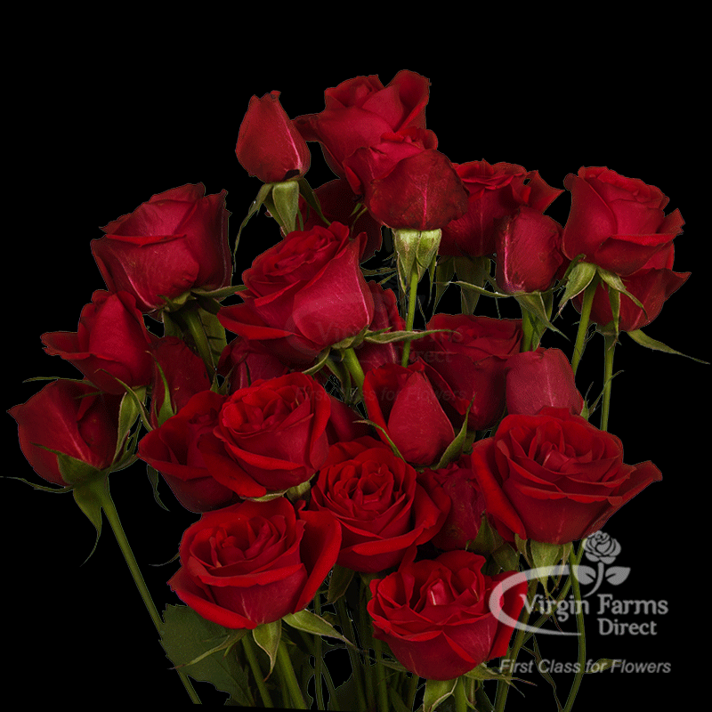 Red Spray Rose Virgin Farms High Quality Spray Rose