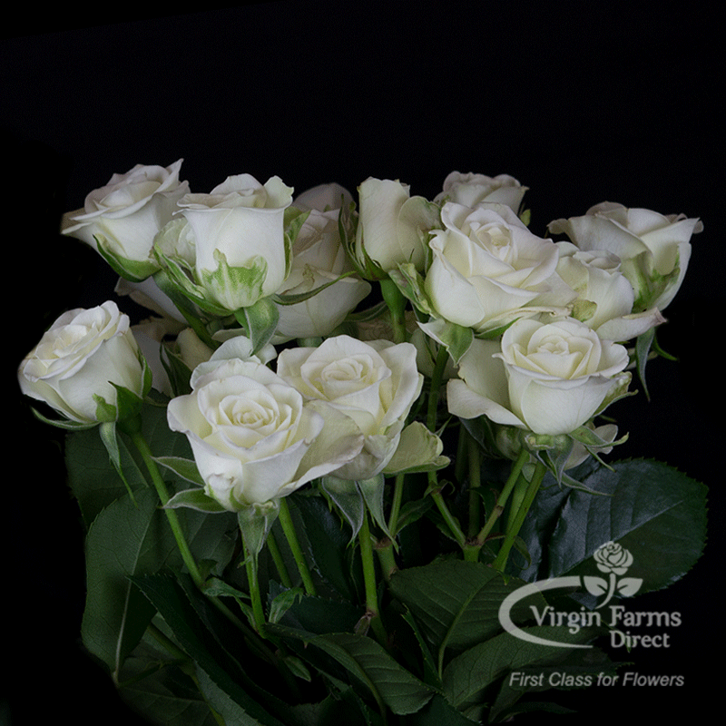 White Spray Roses Virgin Farms High Quality Spray Roses
