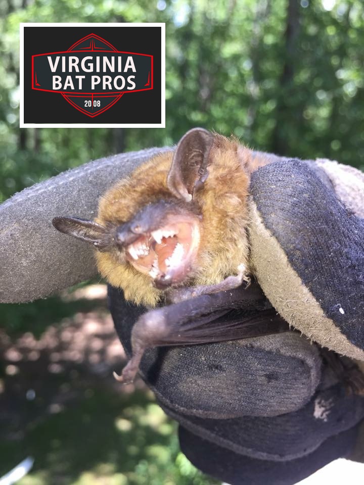 Our Most Frequently Asked Questions About Bat Removal Virginia Bat Pros