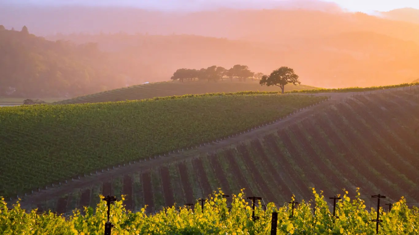 A Comprehensive Guide to American Wine Wine Guide Virgin Wines