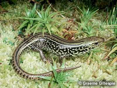 Q For Quoll S