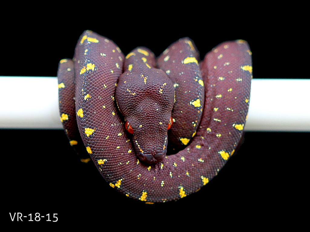 Green Tree Python Breeding Projects