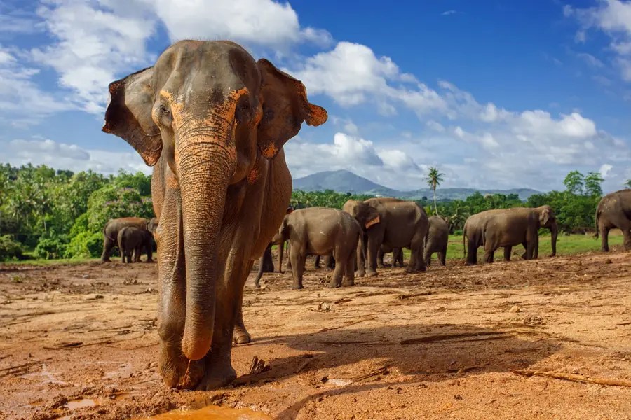 Book Luxury Safari Holidays with Virikson Holidays