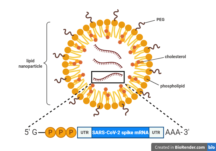 Mrna Vs Vector : Shareable Resource How Do Mrna And Viral Vector