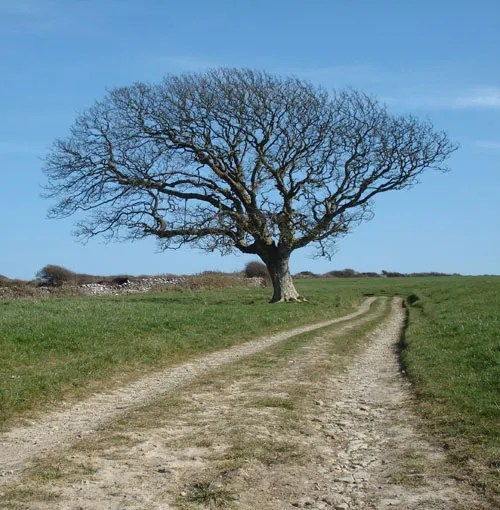 Priests Way Swanage Gallery 948