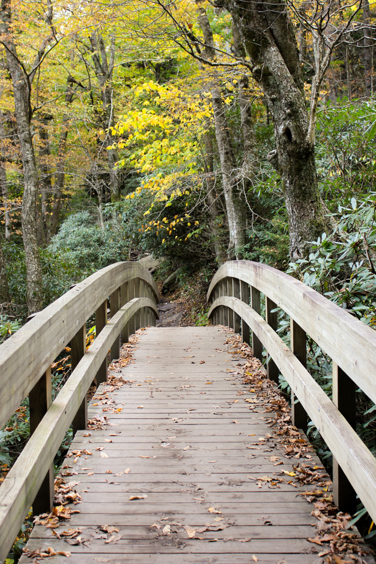 Rough Ridge Trail 0.8 miles, Moderate (Milepost 302.8)