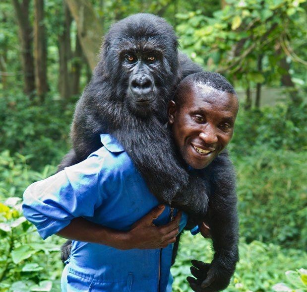 Ndakasi , Orphaned Virunga gorilla dies At 14 Senkwekwe Gorillas