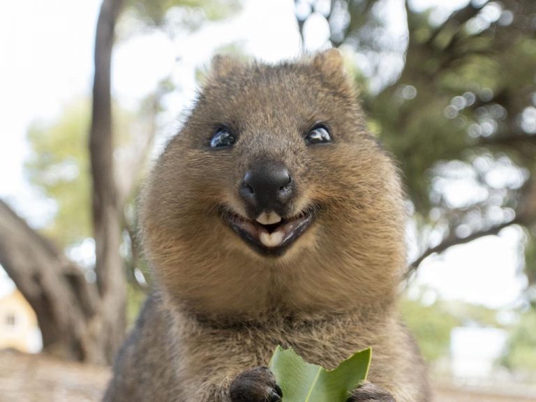 quokkas Migration Education International