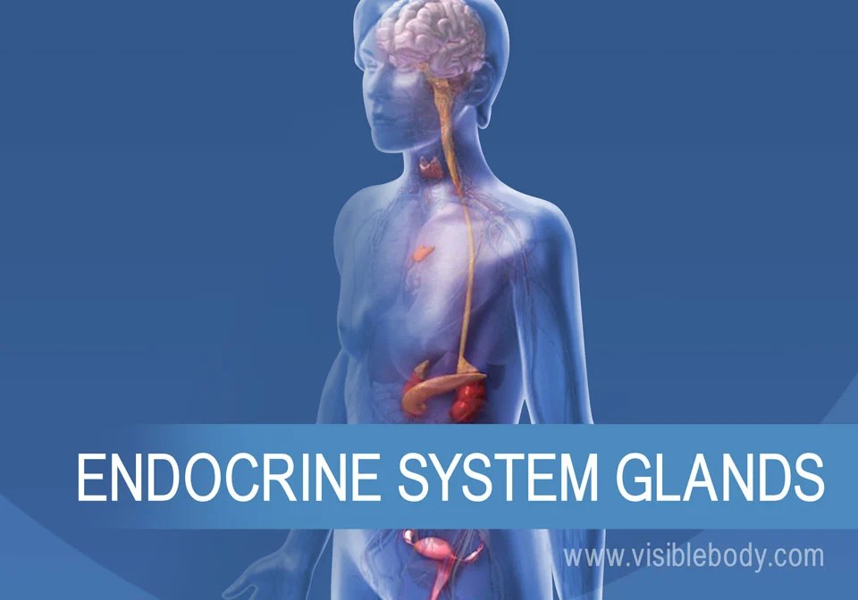 Visible Body Learn Site