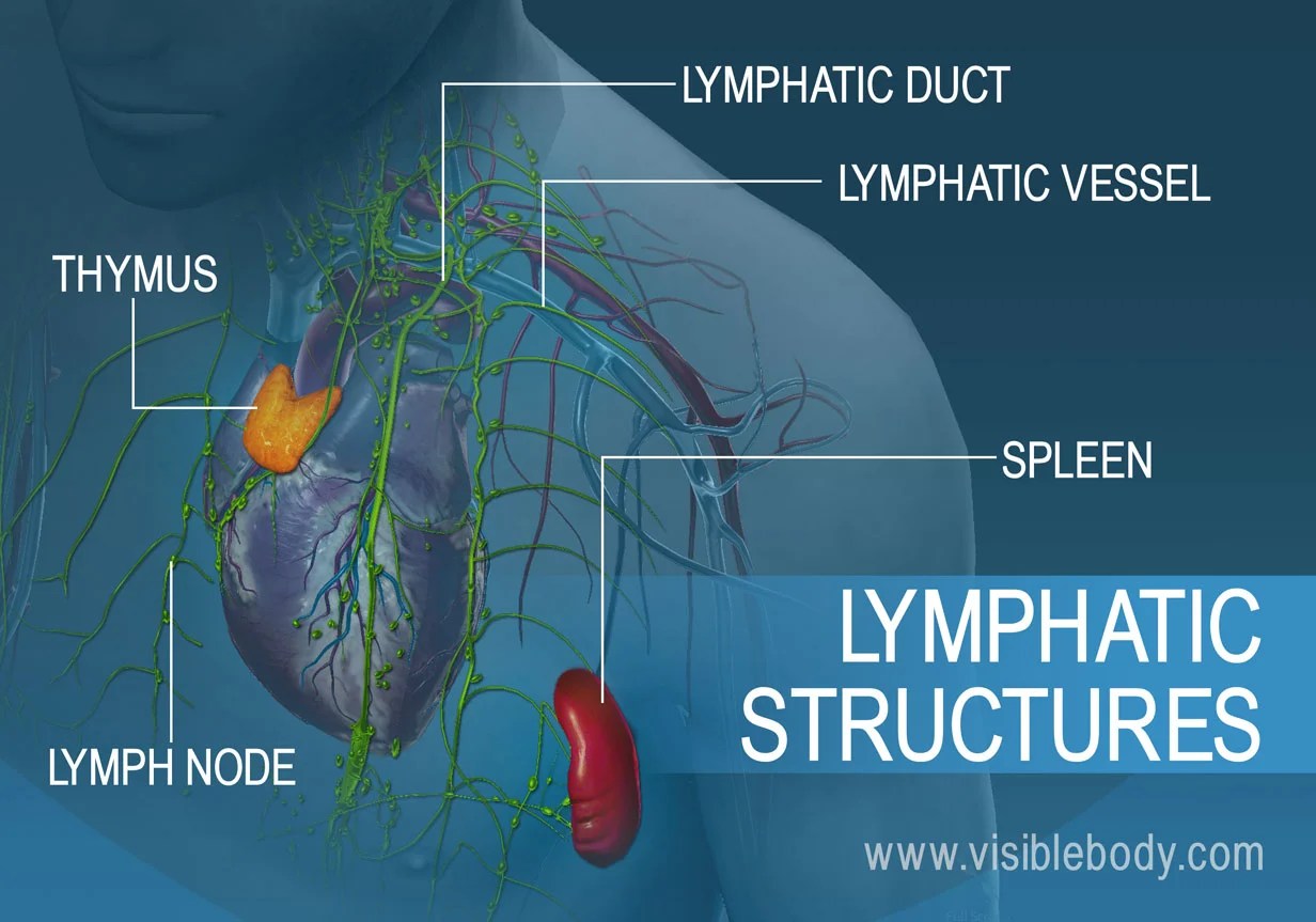 Visible Body Learn Site