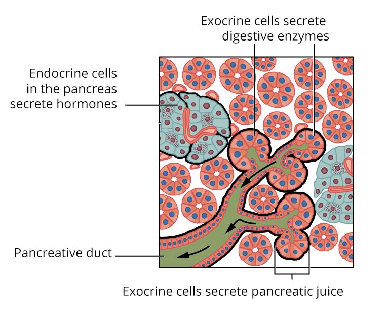 Bernardo Houssay Inside Science Visionlearning