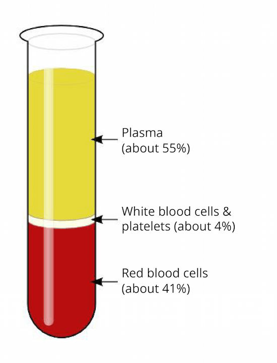 Blood Biology I Biology Visionlearning