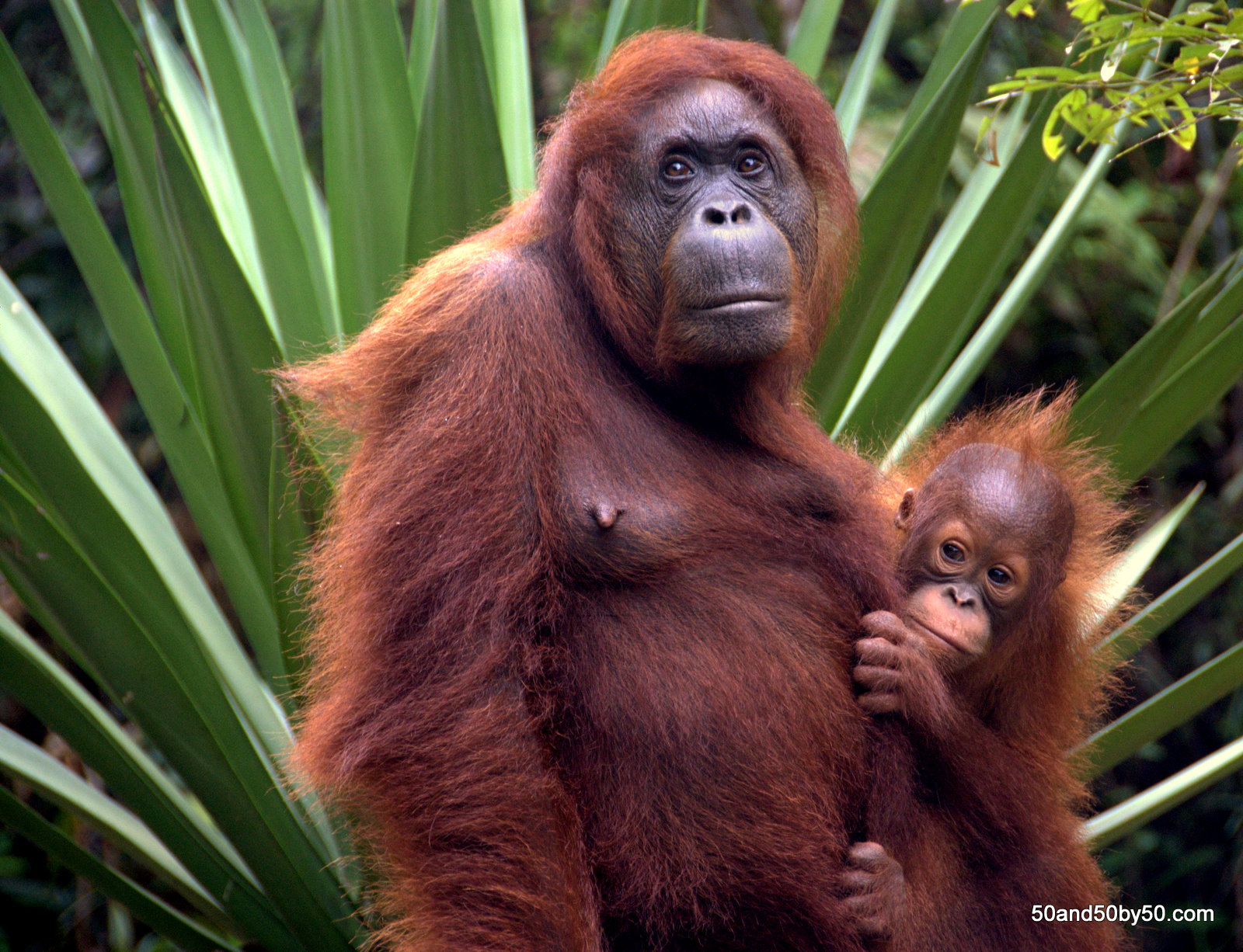 Orangutans in the Borneo wild Malaysia Photo by Todd L Cohen