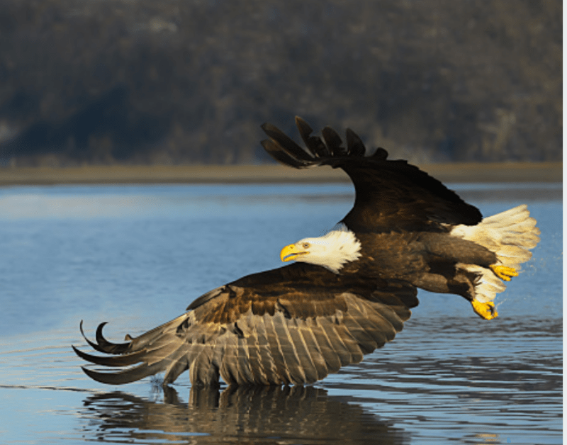 Bird Watching in Bitterroot Valley Visit Bitterroot Valley