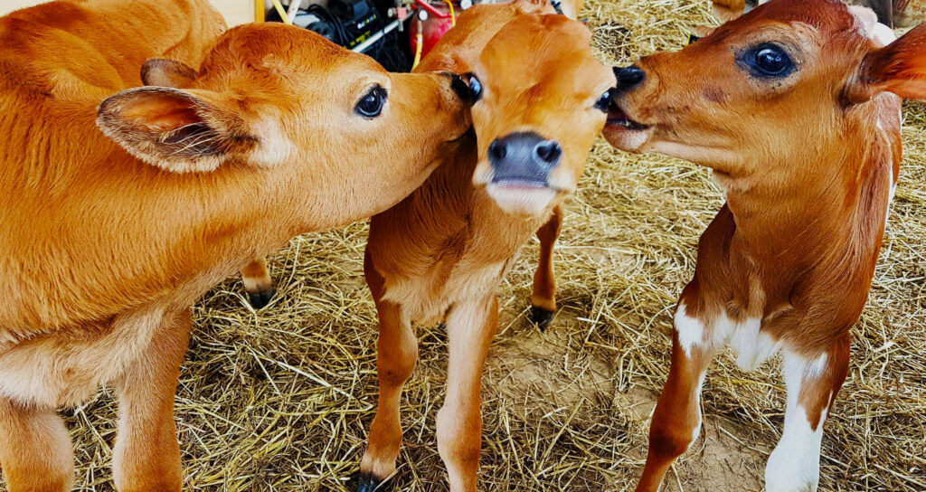 Highland Hills Farm Stay Visit Bowraville