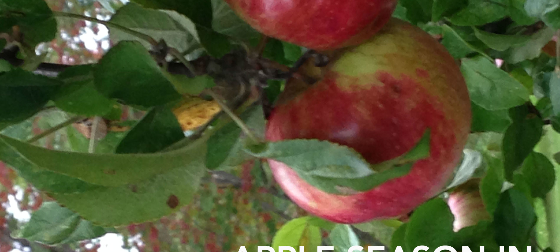 Appleicious Clinton County, Illinois!