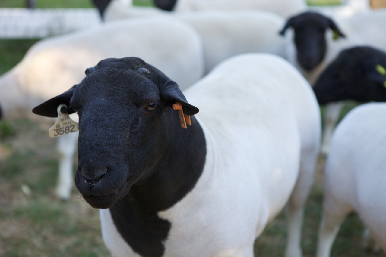 American Dorper Sheep Society Sale Duncan Convention & Visitor's Bureau