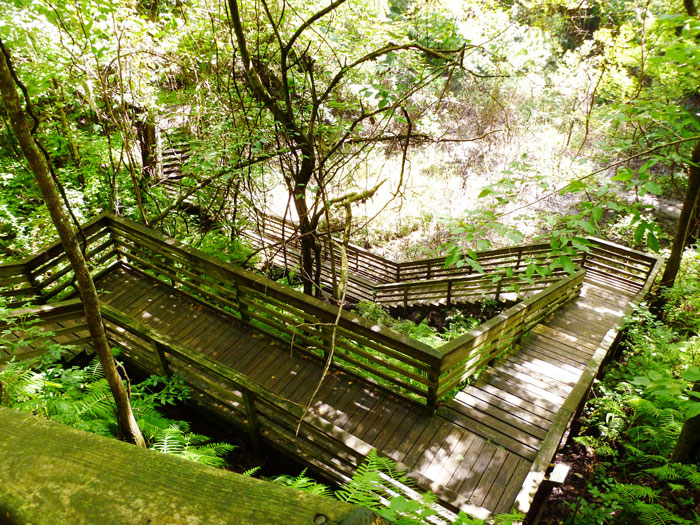 Devil’s Millhopper Geological State Park