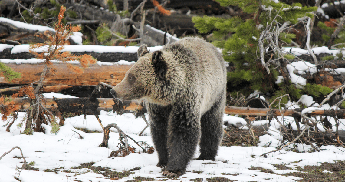 Bears, Hot Springs, and Birds! Oh My! Gardiner, Montana