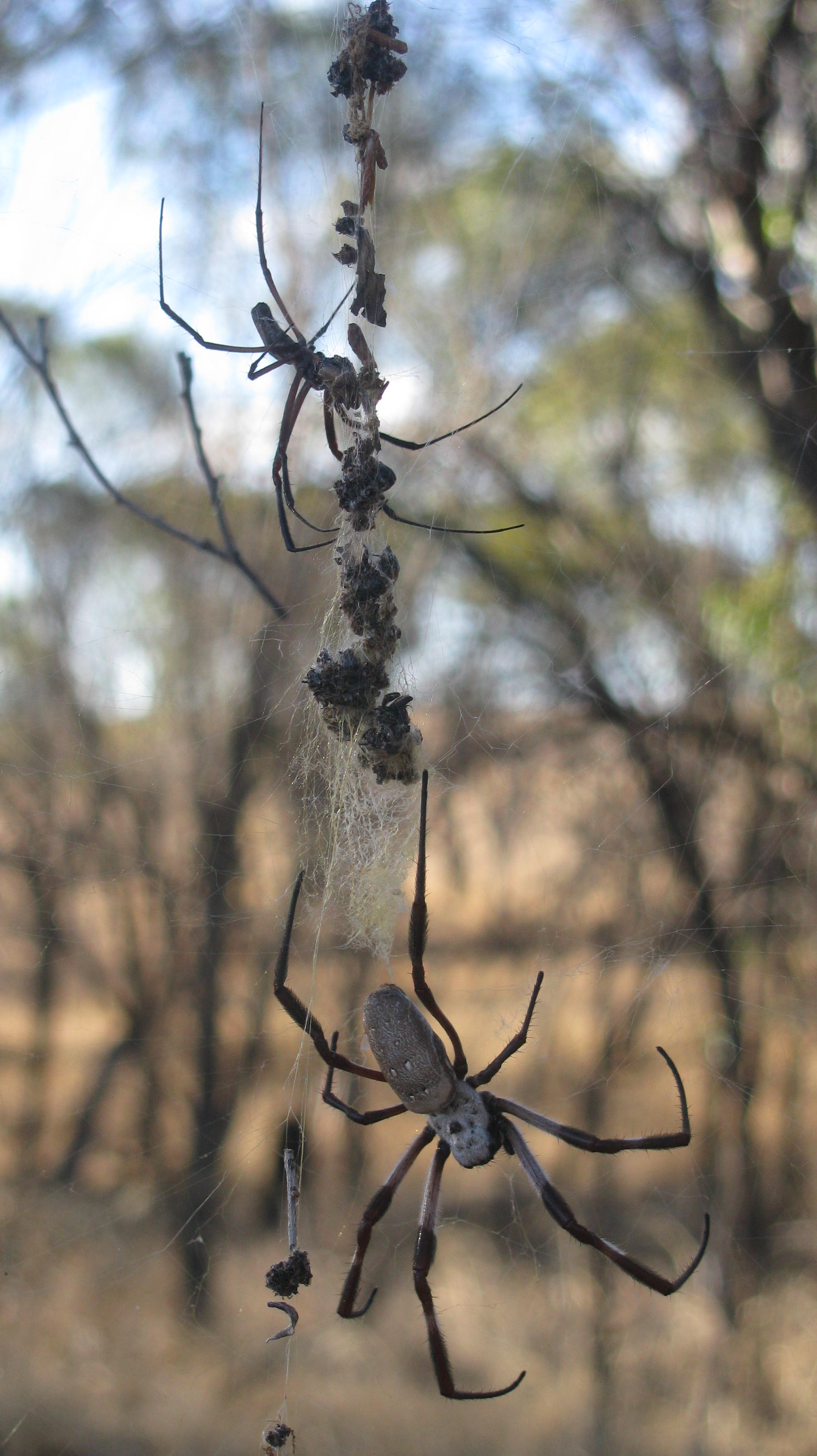 Spiders in their web – Visit Goomalling