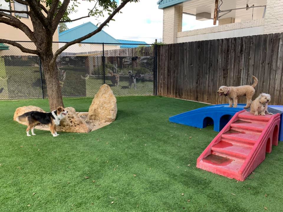 Palms Pet Resort Visit Helotes