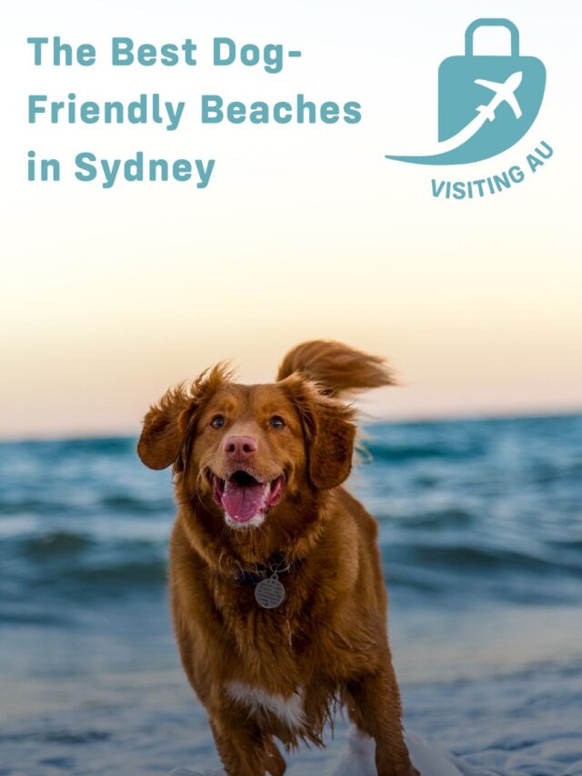 15 DogFriendly Beaches in Sydney Visiting Australia