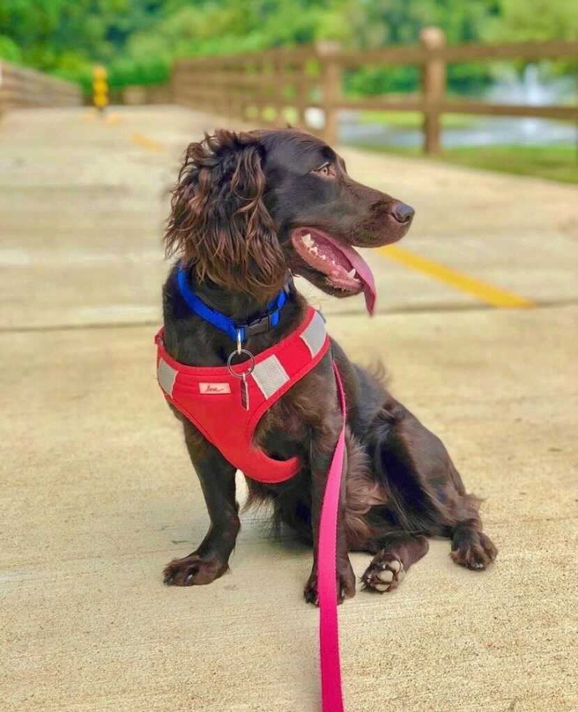 Exploring LaGrange’s PetFriendly Attractions Visit LaGrange