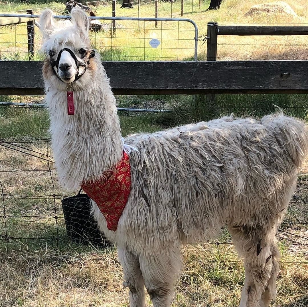 Hanging Rock Llama Treks Visit Macedon Ranges