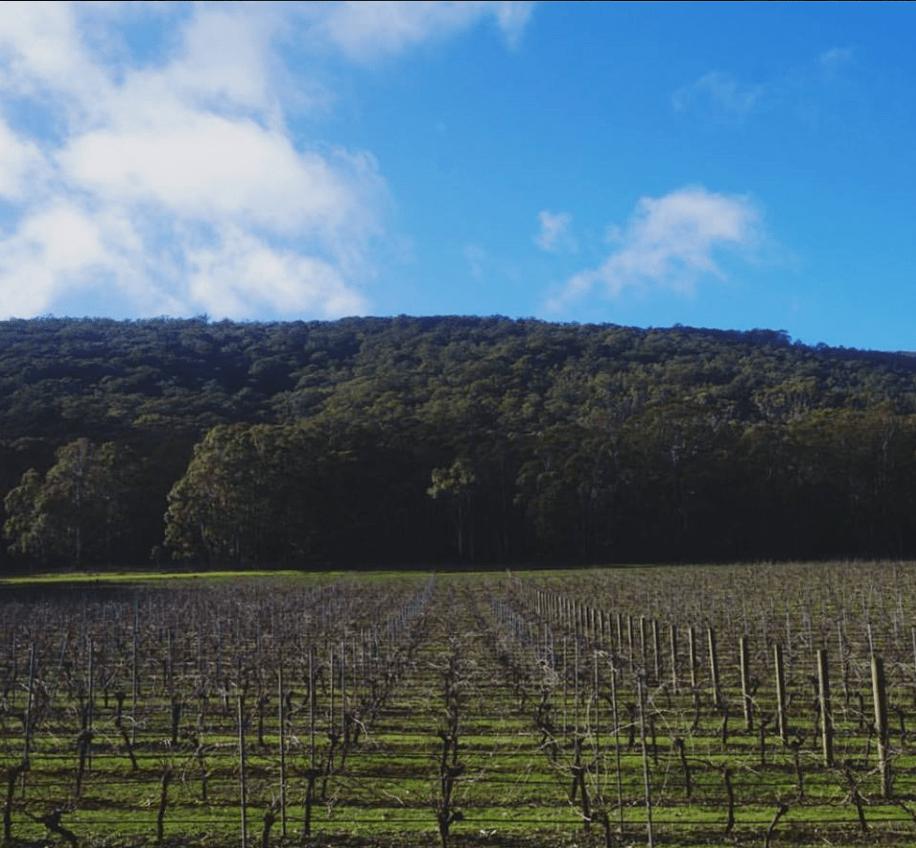 Mount Macedon Winery Visit Macedon Ranges