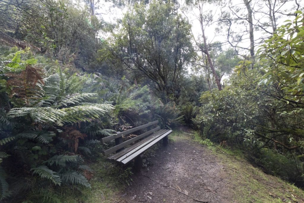 Camels, Llamas and Parmas Visit Macedon Ranges