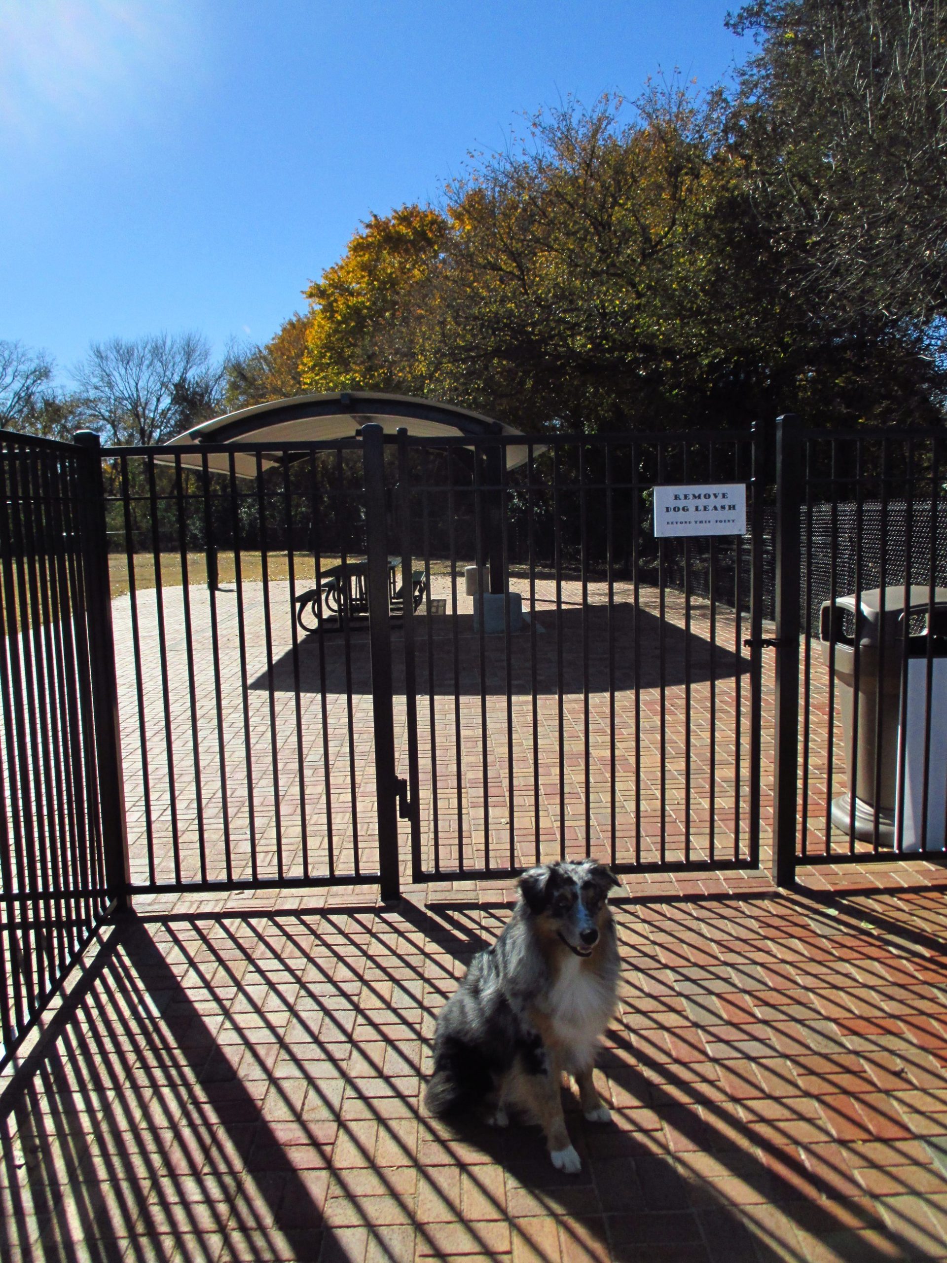 National Dog Day Visit Plano