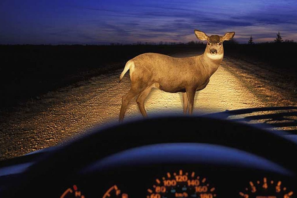 6 Immediate Steps to Take if You Hit a Deer with Your Car Visit Sacandaga