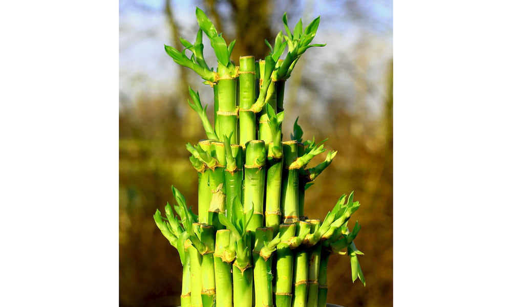 The Flower and Garden Expo 2020 Visit St. Augustine