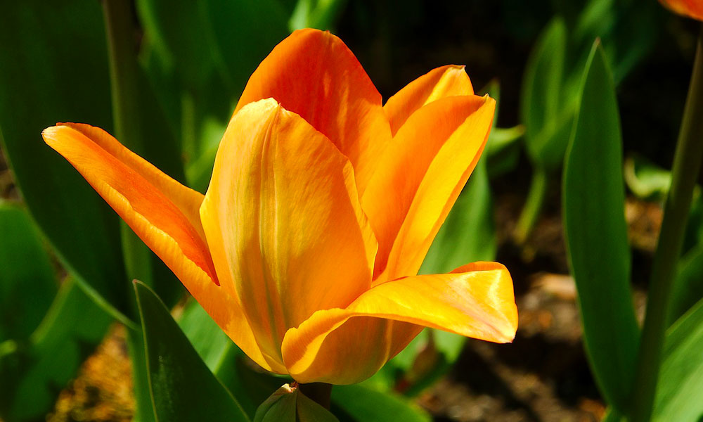 The Flower and Garden Expo 2020 Visit St. Augustine