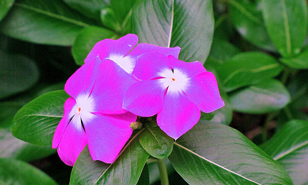 The Flower and Garden Expo 2020 Visit St. Augustine